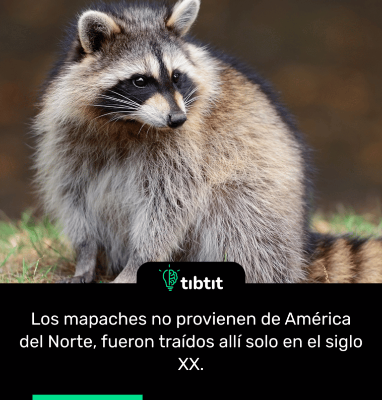 Los mapaches no provienen de América del Norte, fueron traídos allí solo en el siglo XX.