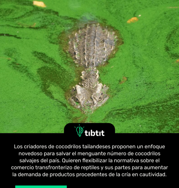 Los criadores de cocodrilos tailandeses proponen un enfoque novedoso para salvar el menguante número de cocodrilos salvajes del país. Quieren flexibilizar la normativa sobre el comercio transfronterizo de reptiles y sus partes para aumentar la demanda de productos procedentes de la cría en cautividad.