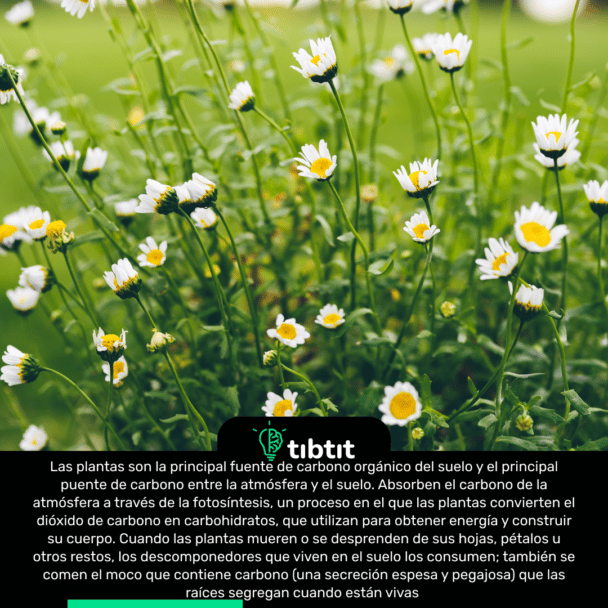 Las plantas son la principal fuente de carbono orgánico del suelo y el principal puente de carbono entre la atmósfera y el suelo. Absorben el carbono de la atmósfera a través de la fotosíntesis, un proceso en el que las plantas convierten el dióxido de carbono en carbohidratos, que utilizan para obtener energía y construir su cuerpo. Cuando las plantas mueren o se desprenden de sus hojas, pétalos u otros restos, los descomponedores que viven en el suelo los consumen; también se comen el moco que contiene carbono (una secreción espesa y pegajosa) que las raíces segregan cuando están vivas