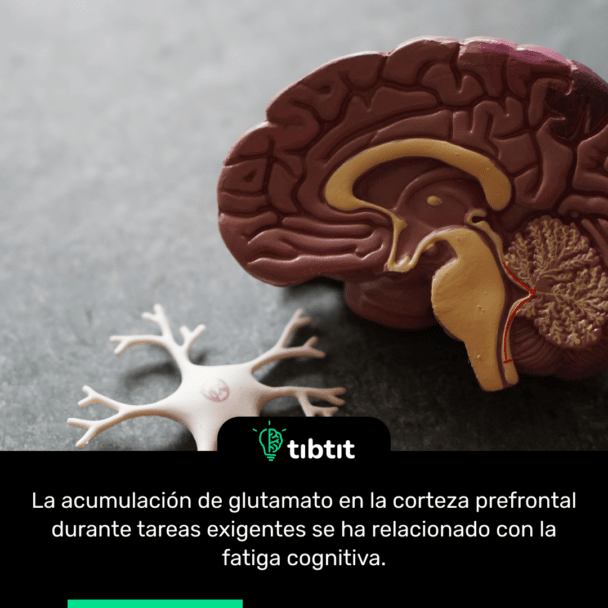 La acumulación de glutamato en la corteza prefrontal durante tareas exigentes se ha relacionado con la fatiga cognitiva.