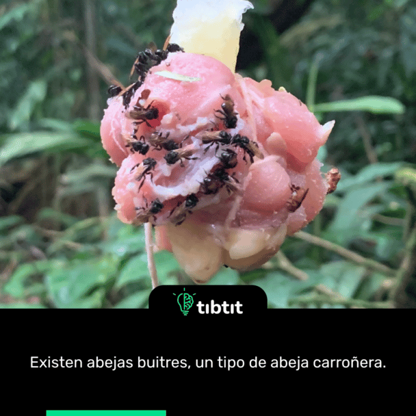 Existen abejas buitres, un tipo de abeja carroñera