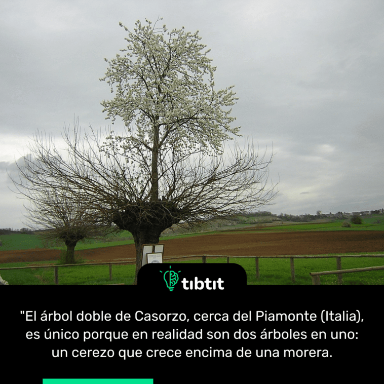 "El árbol doble de Casorzo, cerca del Piamonte (Italia), es único porque en realidad son dos árboles en uno: un cerezo que crece encima de una morera.