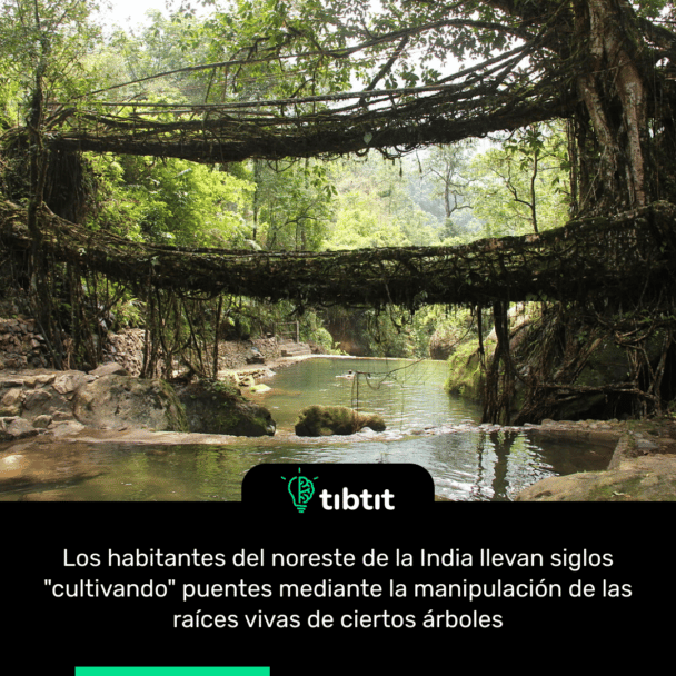Los habitantes del noreste de la India llevan siglos "cultivando" puentes mediante la manipulación de las raíces vivas de ciertos árboles