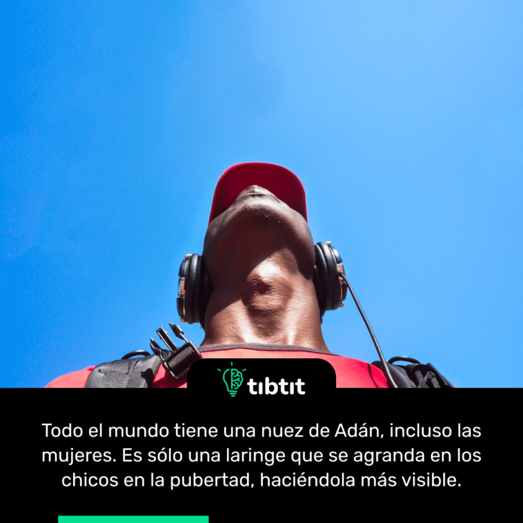 Todo el mundo tiene una nuez de Adán, incluso las mujeres. Es sólo una laringe que se agranda en los chicos en la pubertad, haciéndola más visible.