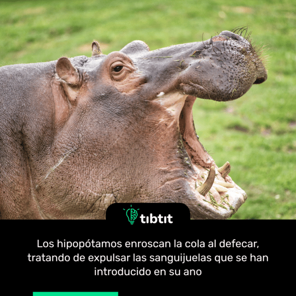 Los hipopótamos enroscan la cola al defecar, tratando de expulsar las sanguijuelas que se han introducido en su ano