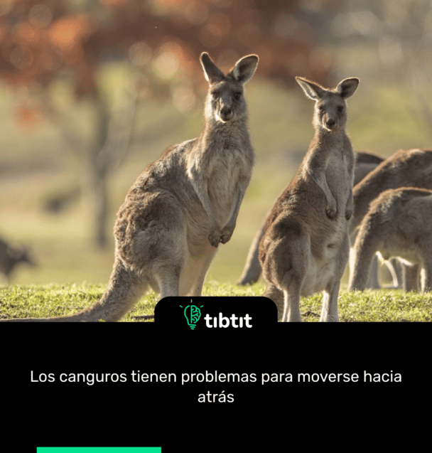 Los canguros tienen problemas para moverse hacia atrás