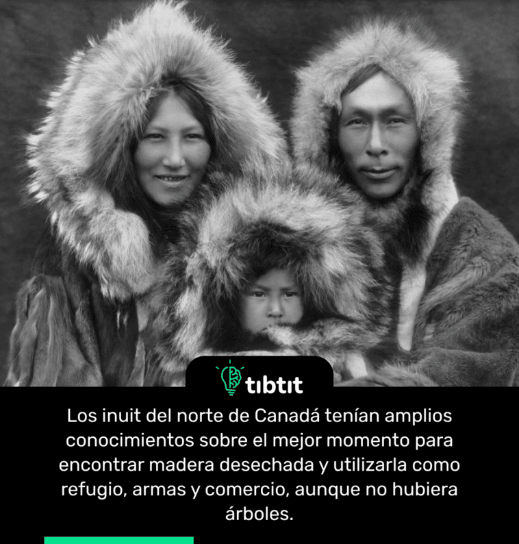 Los inuit del norte de Canadá tenían amplios conocimientos sobre el mejor momento para encontrar madera desechada y utilizarla como refugio, armas y comercio, aunque no hubiera árboles.