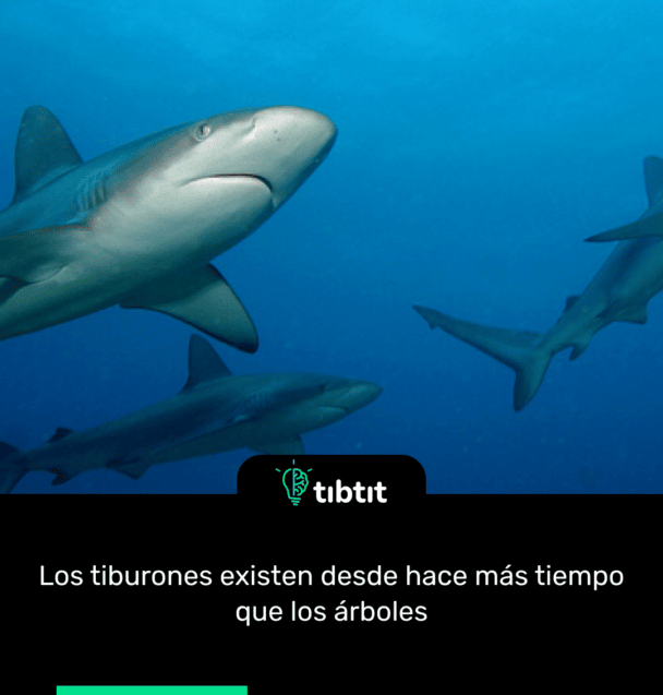 Los tiburones existen desde hace más tiempo que los árboles