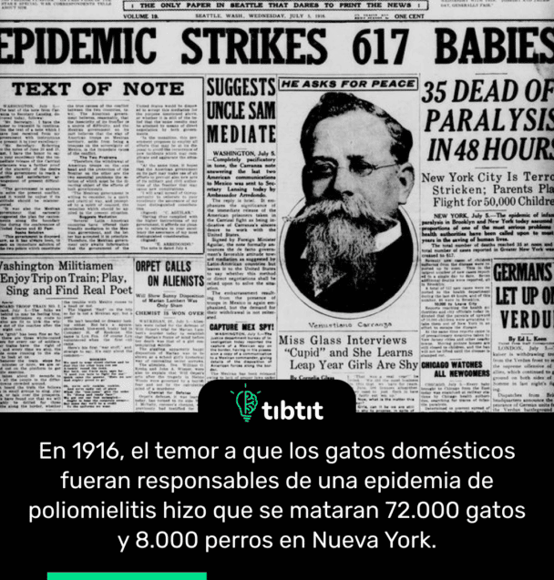 En 1916, el temor a que los gatos domésticos fueran responsables de una epidemia de poliomielitis hizo que se mataran 72.000 gatos y 8.000 perros en Nueva York.