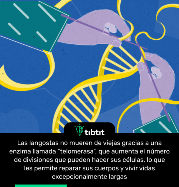 Las langostas no mueren de viejas gracias a una enzima llamada "telomerasa", que aumenta el número de divisiones que pueden hacer sus células, lo que les permite reparar sus cuerpos y vivir vidas excepcionalmente largas