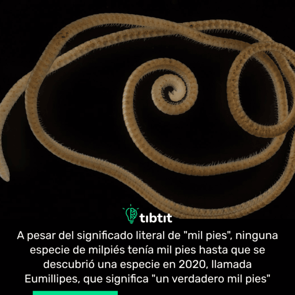A pesar del significado literal de "mil pies", ninguna especie de milpiés tenía mil pies hasta que se descubrió una especie en 2020, llamada Eumillipes, que significa "un verdadero mil pies"