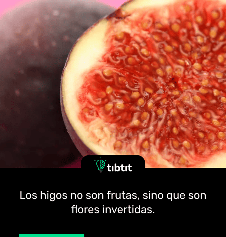 Los higos no son frutas, sino que son flores invertidas.