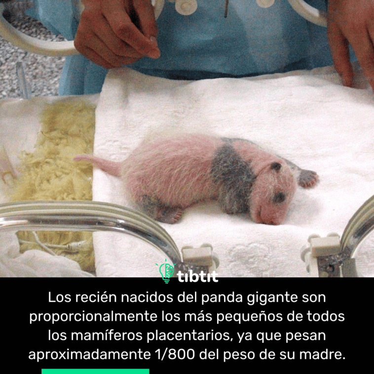Los recién nacidos del panda gigante son proporcionalmente los más pequeños de todos los mamíferos placentarios, ya que pesan aproximadamente 1/800 del peso de su madre.