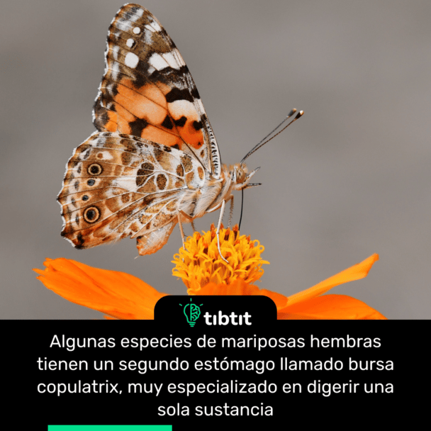 Algunas especies de mariposas hembras tienen un segundo estómago llamado bursa copulatrix, muy especializado en digerir una sola sustancia