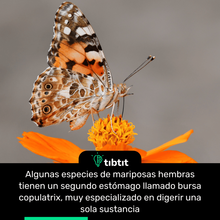 Algunas especies de mariposas hembras tienen un segundo estómago llamado bursa copulatrix, muy especializado en digerir una sola sustancia