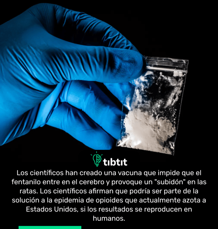 Los científicos han creado una vacuna que impide que el fentanilo entre en el cerebro y provoque un "subidón" en las ratas. Los científicos afirman que podría ser parte de la solución a la epidemia de opioides que actualmente azota a Estados Unidos, si los resultados se reproducen en humanos.