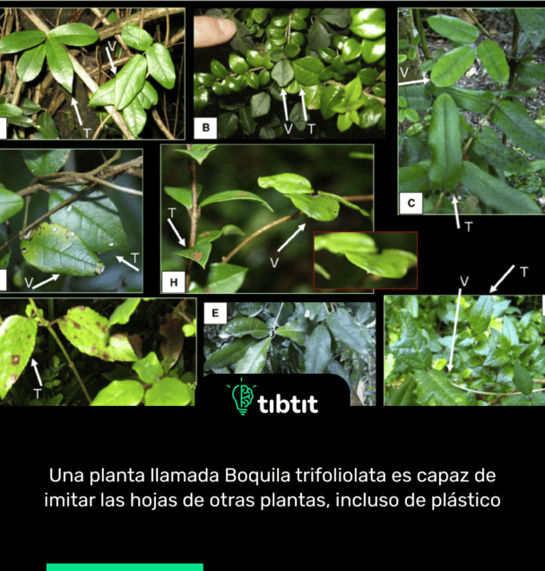 Una planta llamada Boquila trifoliolata es capaz de imitar las hojas de otras plantas, incluso de plástico