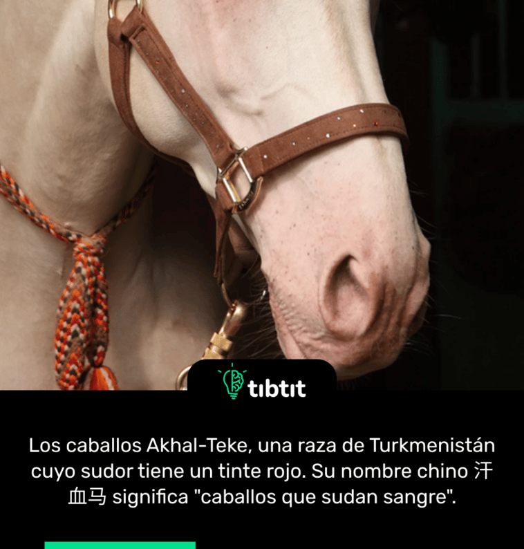 Los caballos Akhal-Teke, una raza de Turkmenistán cuyo sudor tiene un tinte rojo. Su nombre chino 汗血马 significa "caballos que sudan sangre".