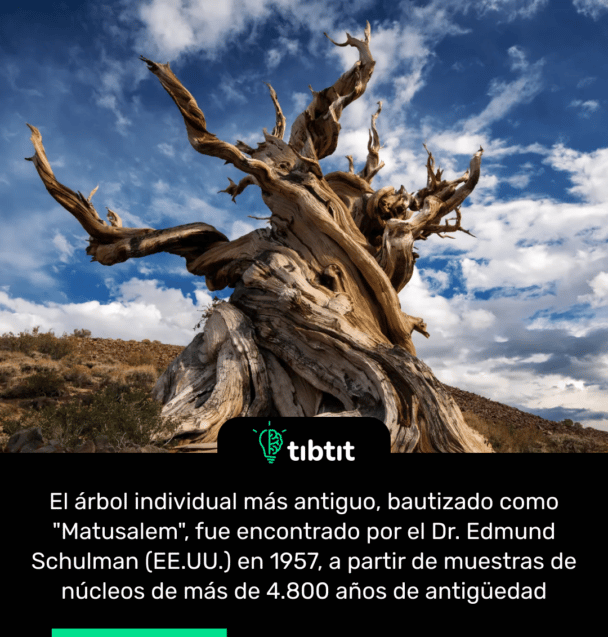 El árbol individual más antiguo, bautizado como "Matusalem", fue encontrado por el Dr. Edmund Schulman (EE.UU.) en 1957, a partir de muestras de núcleos de más de 4.800 años de antigüedad