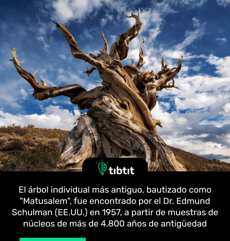 El árbol individual más antiguo, bautizado como "Matusalem", fue encontrado por el Dr. Edmund Schulman (EE.UU.) en 1957, a partir de muestras de núcleos de más de 4.800 años de antigüedad