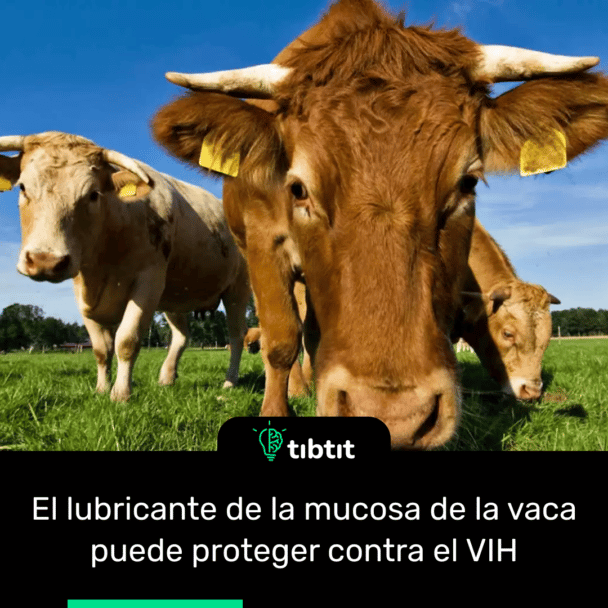 El lubricante de la mucosa de la vaca puede proteger contra el VIH