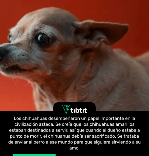 Los chihuahuas desempeñaron un papel importante en la civilización azteca. Se creía que los chihuahuas amarillos estaban destinados a servir, así que cuando el dueño estaba a punto de morir, el chihuahua debía ser sacrificado. Se trataba de enviar al perro a ese mundo para que siguiera sirviendo a su amo.