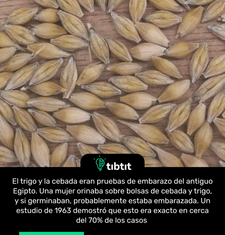El trigo y la cebada eran pruebas de embarazo del antiguo Egipto. Una mujer orinaba sobre bolsas de cebada y trigo, y si germinaban, probablemente estaba embarazada. Un estudio de 1963 demostró que esto era exacto en cerca del 70% de los casos
