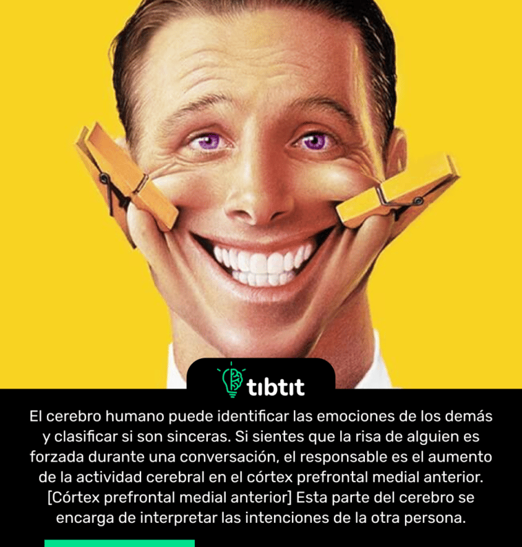 El cerebro humano puede identificar las emociones de los demás y clasificar si son sinceras. Si sientes que la risa de alguien es forzada durante una conversación, el responsable es el aumento de la actividad cerebral en el córtex prefrontal medial anterior. [Córtex prefrontal medial anterior] Esta parte del cerebro se encarga de interpretar las intenciones de la otra persona.