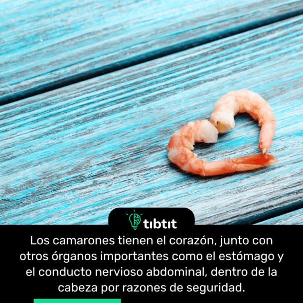 Los camarones tienen el corazón, junto con otros órganos importantes como el estómago y el conducto nervioso abdominal, dentro de la cabeza por razones de seguridad.