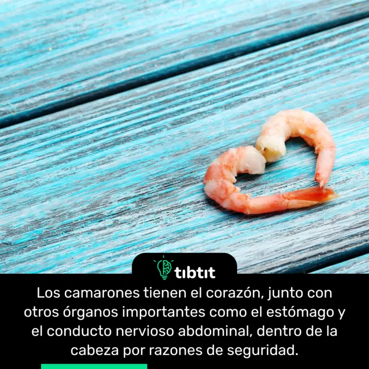 Los camarones tienen el corazón, junto con otros órganos importantes como el estómago y el conducto nervioso abdominal, dentro de la cabeza por razones de seguridad.