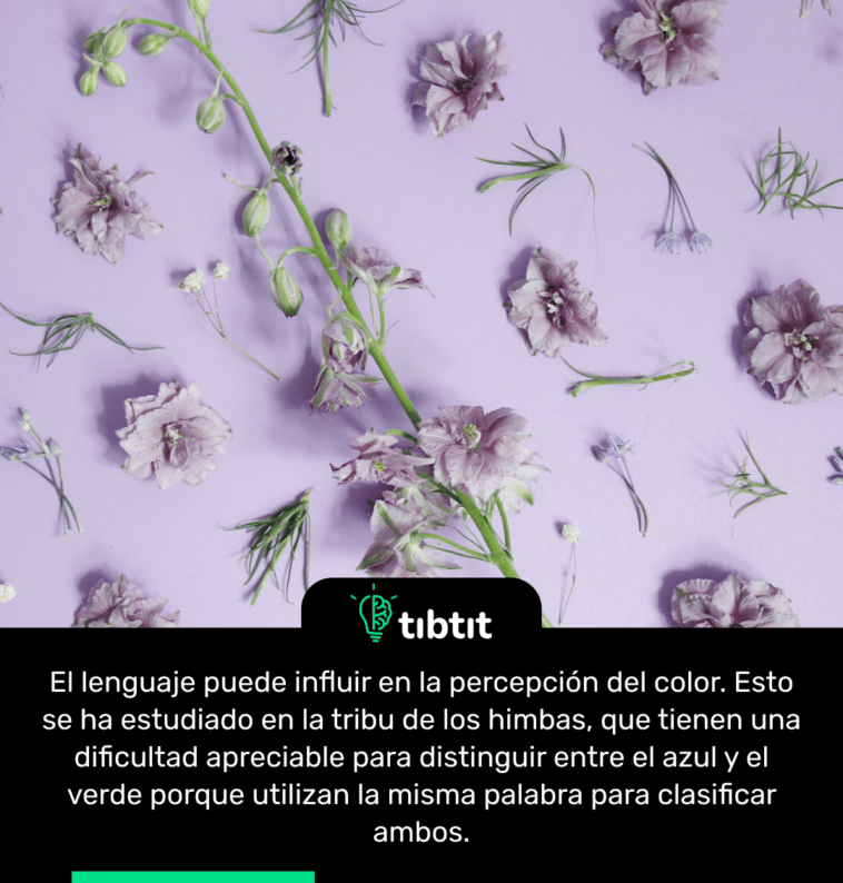El lenguaje puede influir en la percepción del color. Esto se ha estudiado en la tribu de los himbas, que tienen una dificultad apreciable para distinguir entre el azul y el verde porque utilizan la misma palabra para clasificar ambos.