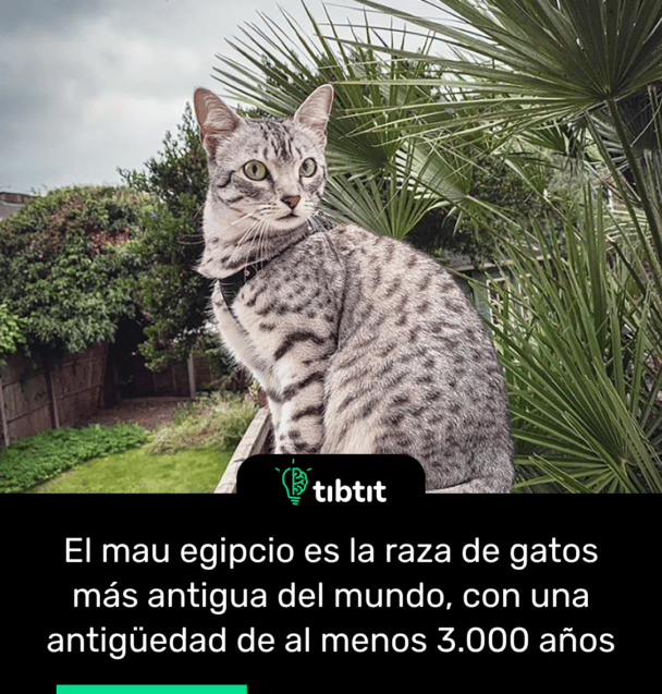 El mau egipcio es la raza de gatos más antigua del mundo, con una antigüedad de al menos 3.000 años