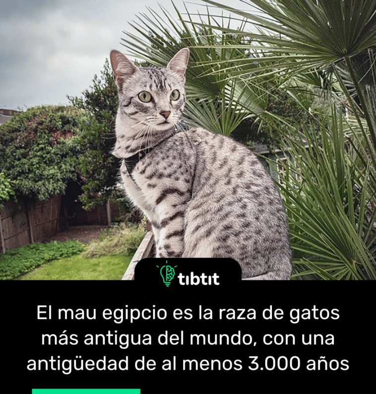 El mau egipcio es la raza de gatos más antigua del mundo, con una antigüedad de al menos 3.000 años