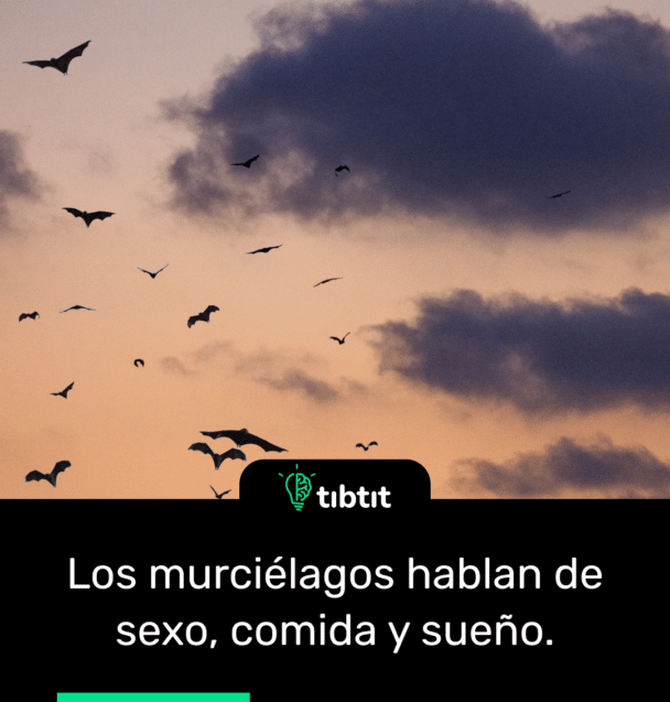 Los murciélagos hablan de sexo, comida y sueño.