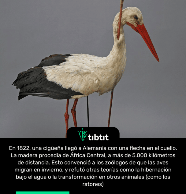 En 1822, una cigüeña llegó a Alemania con una flecha en el cuello. La madera procedía de África Central, a más de 5.000 kilómetros de distancia. Esto convenció a los zoólogos de que las aves migran en invierno, y refutó otras teorías como la hibernación bajo el agua o la transformación en otros animales (como los ratones)