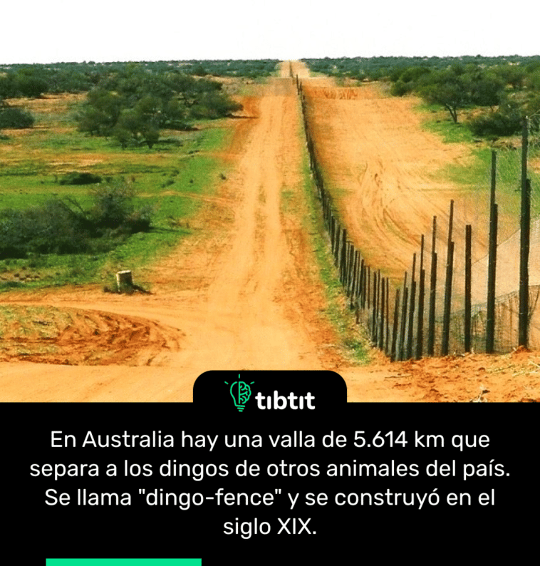 En Australia hay una valla de 5.614 km que separa a los dingos de otros animales del país. Se llama "dingo-fence" y se construyó en el siglo XIX.