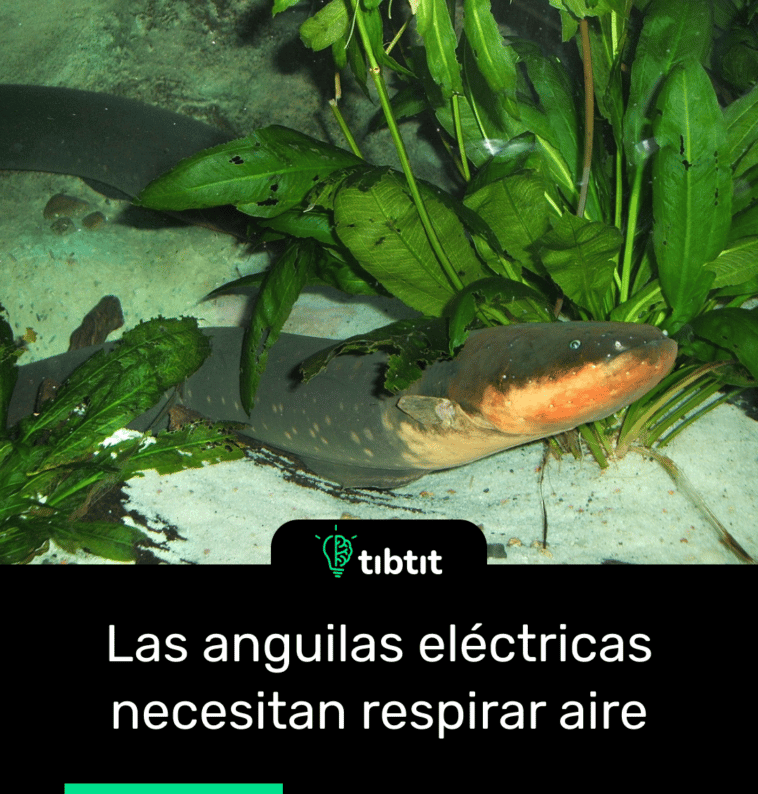 Las anguilas eléctricas necesitan respirar aire
