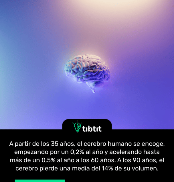 A partir de los 35 años, el cerebro humano se encoge, empezando por un 0,2% al año y acelerando hasta más de un 0,5% al año a los 60 años. A los 90 años, el cerebro pierde una media del 14% de su volumen.
