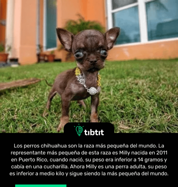 Los perros chihuahua son la raza más pequeña del mundo. La representante más pequeña de esta raza es Milly nacida en 2011 en Puerto Rico, cuando nació, su peso era inferior a 14 gramos y cabía en una cucharilla. Ahora Milly es una perra adulta, su peso es inferior a medio kilo y sigue siendo la más pequeña del mundo.