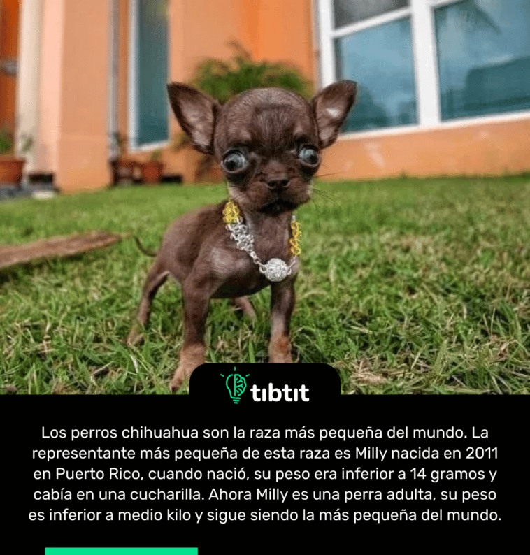 Los perros chihuahua son la raza más pequeña del mundo. La representante más pequeña de esta raza es Milly nacida en 2011 en Puerto Rico, cuando nació, su peso era inferior a 14 gramos y cabía en una cucharilla. Ahora Milly es una perra adulta, su peso es inferior a medio kilo y sigue siendo la más pequeña del mundo.