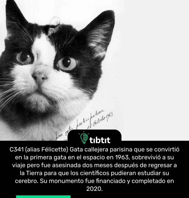 C341 (alias Félicette) Gata callejera parisina que se convirtió en la primera gata en el espacio en 1963, sobrevivió a su viaje pero fue asesinada dos meses después de regresar a la Tierra para que los científicos pudieran estudiar su cerebro. Su monumento fue financiado y completado en 2020.