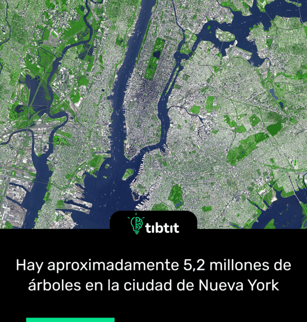 Hay aproximadamente 5,2 millones de árboles en la ciudad de Nueva York