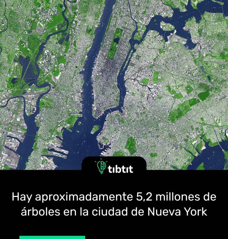 Hay aproximadamente 5,2 millones de árboles en la ciudad de Nueva York