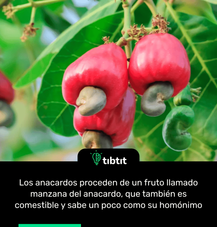 Los anacardos proceden de un fruto llamado manzana del anacardo, que también es comestible y sabe un poco como su homónimo