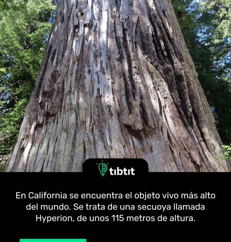 En California se encuentra el objeto vivo más alto del mundo. Se trata de una secuoya llamada Hyperion, de unos 115 metros de altura.