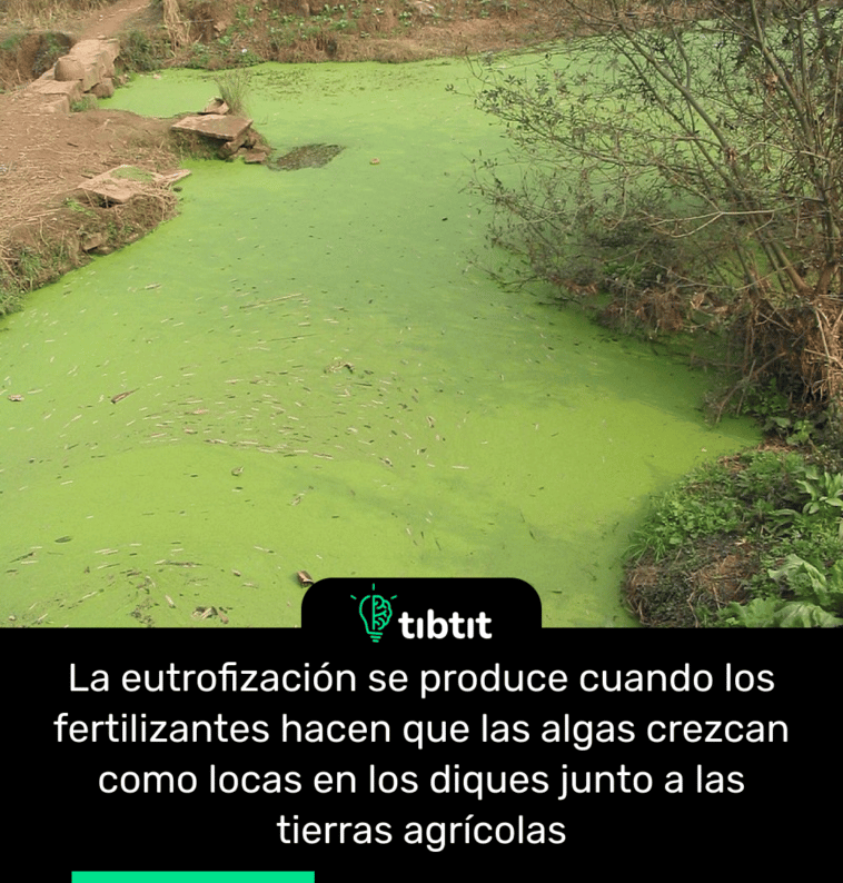 La eutrofización se produce cuando los fertilizantes hacen que las algas crezcan como locas en los diques junto a las tierras agrícolas
