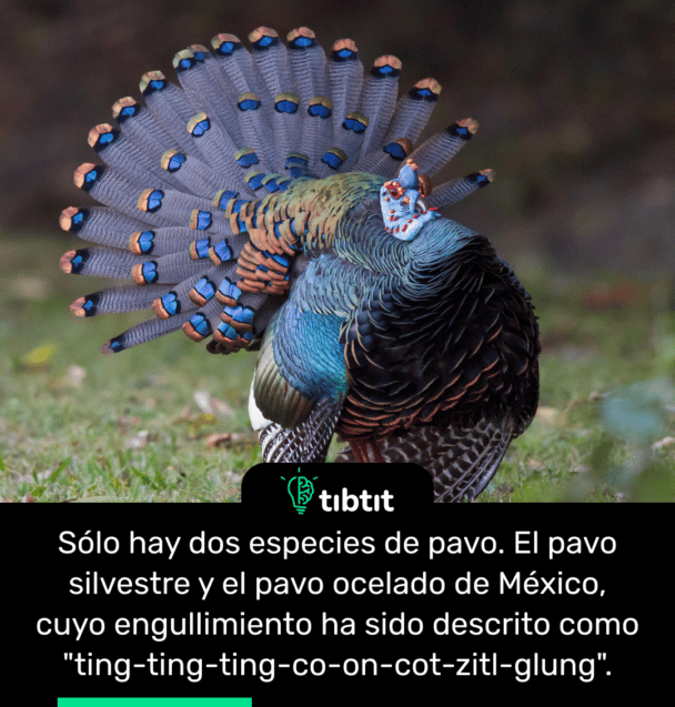 Sólo hay dos especies de pavo. El pavo silvestre y el pavo ocelado de México, cuyo engullimiento ha sido descrito como "ting-ting-ting-co-on-cot-zitl-glung".