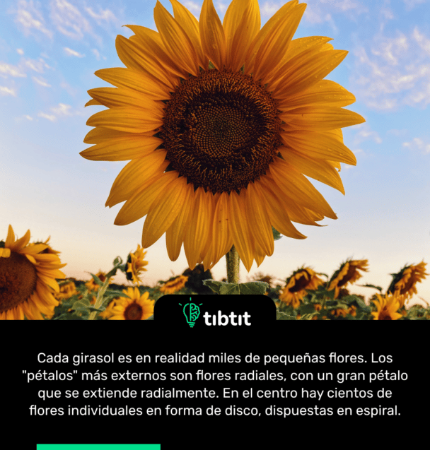 Cada girasol es en realidad miles de pequeñas flores. Los "pétalos" más externos son flores radiales, con un gran pétalo que se extiende radialmente. En el centro hay cientos de flores individuales en forma de disco, dispuestas en espiral.