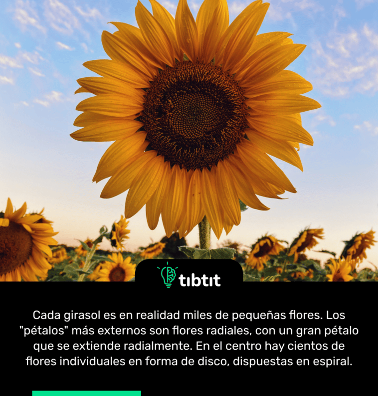 Cada girasol es en realidad miles de pequeñas flores. Los "pétalos" más externos son flores radiales, con un gran pétalo que se extiende radialmente. En el centro hay cientos de flores individuales en forma de disco, dispuestas en espiral.