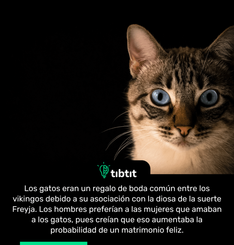 Los gatos eran un regalo de boda común entre los vikingos debido a su asociación con la diosa de la suerte Freyja. Los hombres preferían a las mujeres que amaban a los gatos, pues creían que eso aumentaba la probabilidad de un matrimonio feliz.